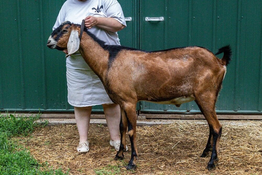 Wingwood Farm Leo Abundance